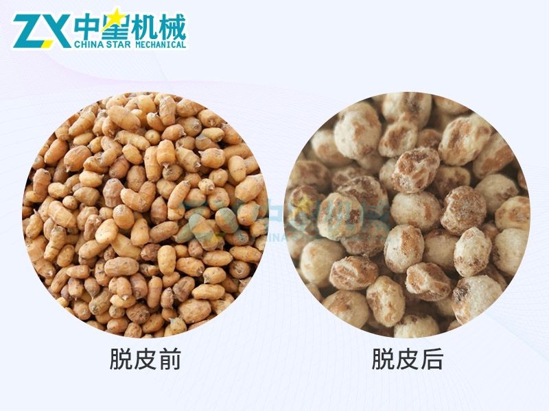 油莎豆圖_Jc.jpg 油莎豆圖_Jc.jpg